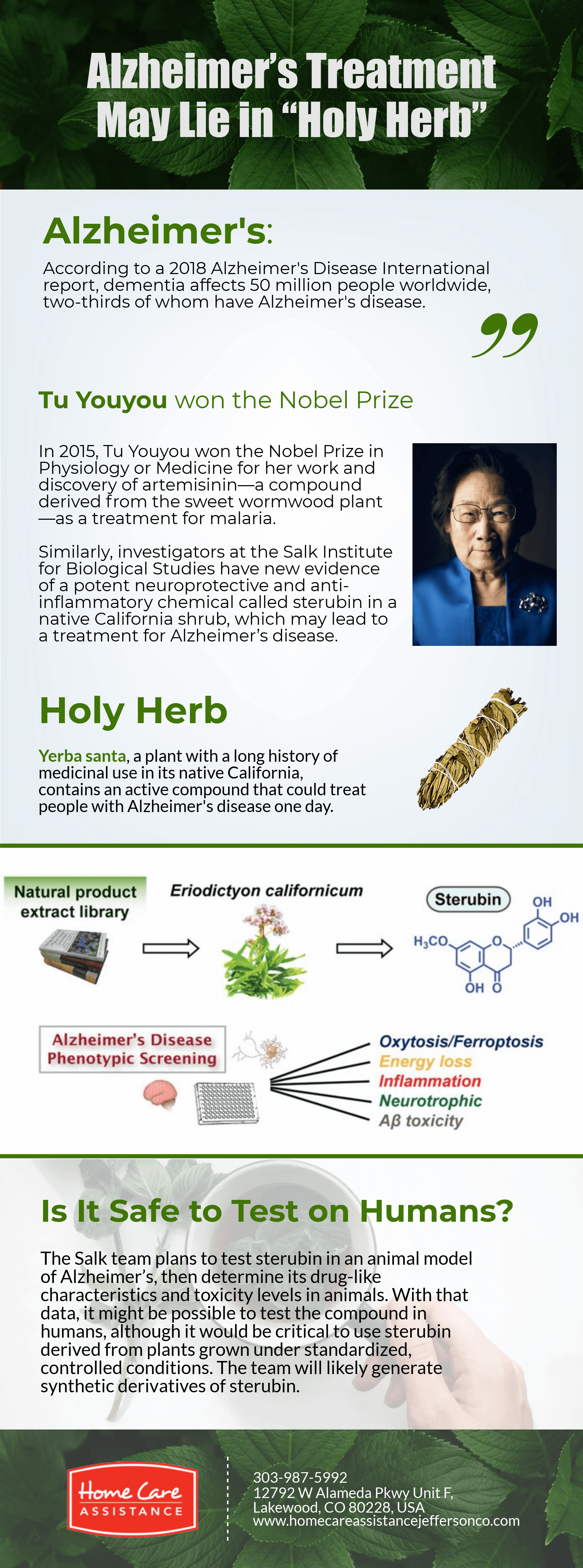 Alzheimer’s Treatment May Lie in “Holy Herb” [Infographic]